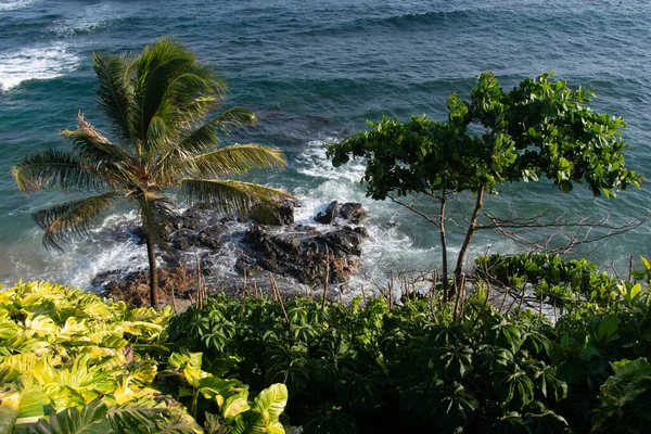 Hindistan cevizi palmiyeli tropik bitki örtüsü, Salvador sahillerinde kayalar ve dalgalar kırılıyor..
