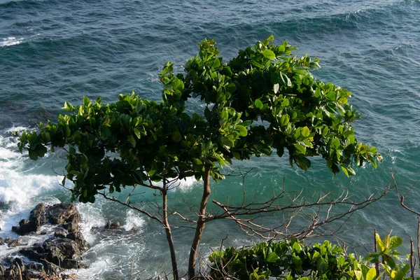 Kayalık yamaçta büyüyen küçük, ıssız bir ağaç dalgaların Salvador 'u vurduğu engebeli denize bakıyor..