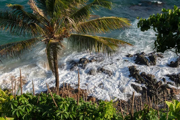 Hindistan cevizi palmiyeli tropik bitki örtüsü, Salvador sahillerinde kayalar ve dalgalar kırılıyor..