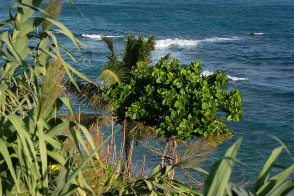 Ön planda yoğun yeşil yapraklar ve arka planda okyanusun mavi suları var. Bahia kıyılarında..