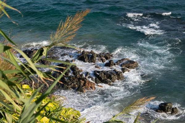 Ön planda yoğun yeşil yapraklar ve arka planda okyanusun mavi suları var. Bahia kıyılarında..