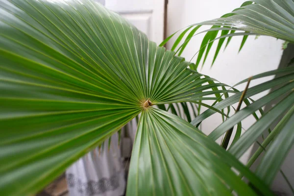 Parlak yeşil bir palmiye yaprağının yakın çekimi, fan şeklinde açılıyor, damarlarını ve şeklinin simetrisini vurguluyor..