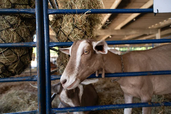 Yüzünde beyaz bir şerit olan kahverengi bir keçinin portresi, bir çiftlikte besleniyor..
