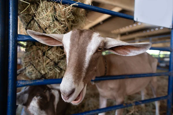Yüzünde beyaz bir şerit olan kahverengi bir keçinin portresi, bir çiftlikte besleniyor..