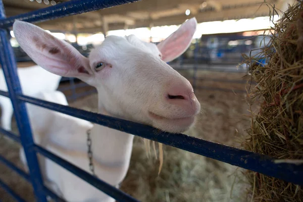 Beyaz bir keçinin kafasını yakın plan, açık gözlü ve uzun kulaklı bir çiftlik ortamında..