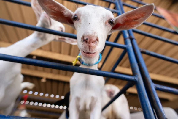 Beyaz bir keçinin kafasının aşırı yakın çekimi, açık gözlerini ve uzun kulaklarını bir çiftlik ortamında ön plana çıkarıyor..