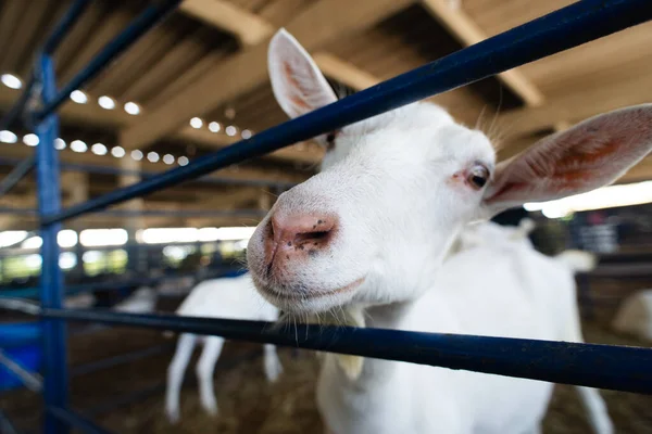 Bir çiftlikteki mavi bir çitin arkasında meraklı beyaz bir keçinin gözleri ve burnunun ayrıntılı görüntüsü..