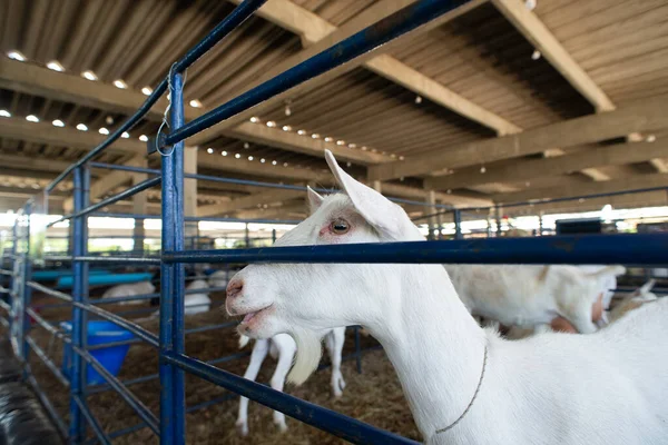 Beyaz bir keçinin kafasını yakın plan, açık gözlü ve uzun kulaklı bir çiftlik ortamında..