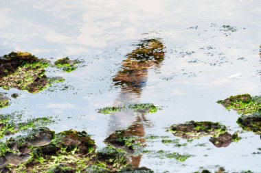 Salvador, Bahia, Brezilya - 2 Şubat 2026: Salvador, Bahia 'da düzenlenen Iemanja festivali sırasında suda yosunlu insan ve kayaların yansımasını gösteren sanatsal perspektif.