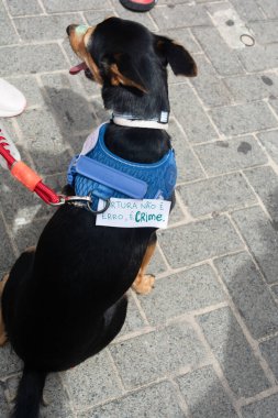 Salvador, Bahia, Brezilya - 1 Şubat 2026: Köpek sahibi Orelha için adalet isteyen Barra plajında bir protestoya katıldı. Salvador, Bahia.