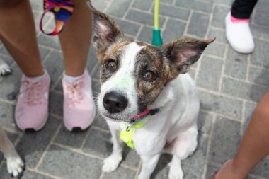Salvador, Bahia, Brezilya - 1 Şubat 2026: Köpek sahibi Orelha için adalet isteyen Barra plajında bir protestoya katıldı. Salvador, Bahia.