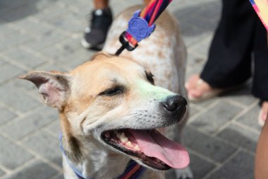 Salvador, Bahia, Brezilya - 1 Şubat 2026: Köpek sahibi Orelha için adalet isteyen Barra plajında bir protestoya katıldı. Salvador, Bahia.
