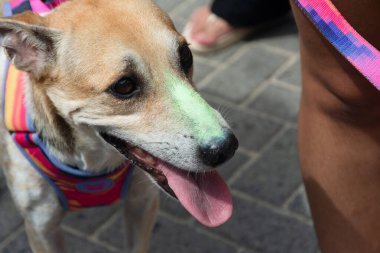 Salvador, Bahia, Brezilya - 1 Şubat 2026: Köpek sahibi Orelha için adalet isteyen Barra plajında bir protestoya katıldı. Salvador, Bahia.