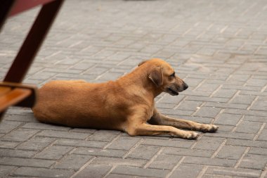 Kısa saçlı, karamel renkli melez bir köpek, gri beton bloklarla kaplı bir verandada yatıyor..