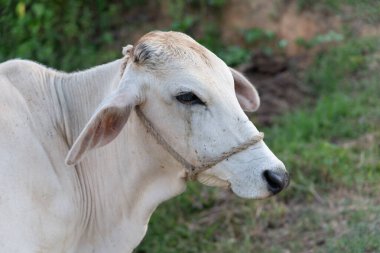 Kırsal alanda iple bağlanmış genç bir buzağı..