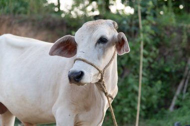 Ağızlığında bir iple beyaz bir ineğin yüzüne yakın çekim, kırsal alanda kameraya bakıyor..