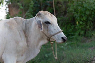 Ağızlığında bir iple beyaz bir ineğin yüzüne yakın çekim, kırsal alanda kameraya bakıyor..