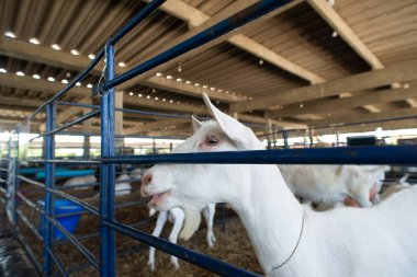 Beyaz bir keçinin kafasını yakın plan, açık gözlü ve uzun kulaklı bir çiftlik ortamında..