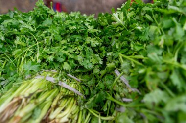 Kıvırcık kıvırcık marul ve taze toplanmış koyu yeşil yapraklar..
