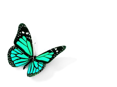 Kelebek üzerinde beyaz izole. Sanat ve tasarım konsepti. alan metni