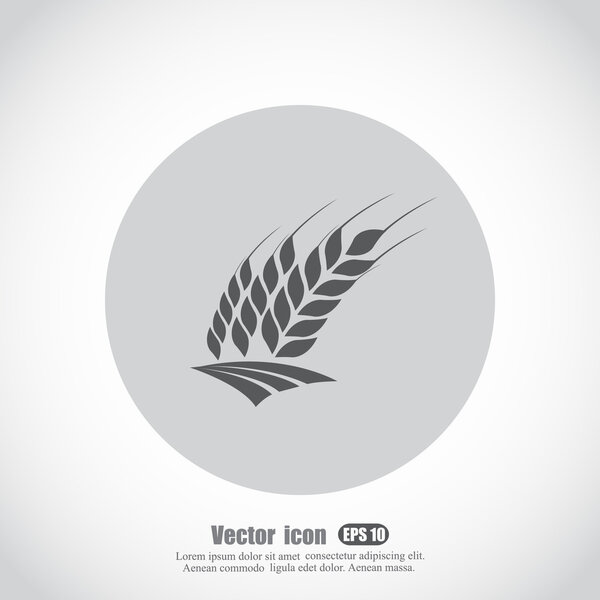 wheat spikelets icon