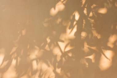 Ormanda parlayan güneşin gölgesi