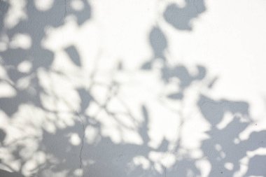 Ormanda parlayan güneşin gölgesi