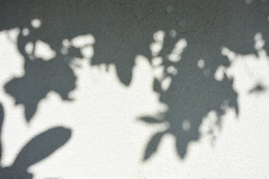 Ormanda parlayan güneşin gölgesi