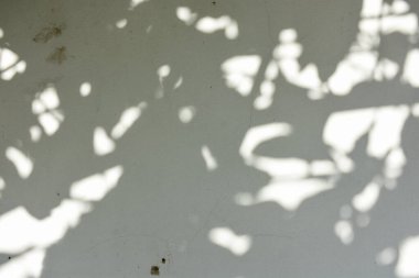 Ormanda parlayan güneşin gölgesi