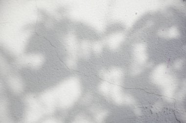 Ormanda parlayan güneşin gölgesi