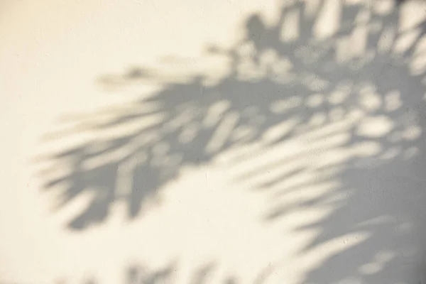 Тіньовий Фон Сонця Сяє Через Дерево — стокове фото