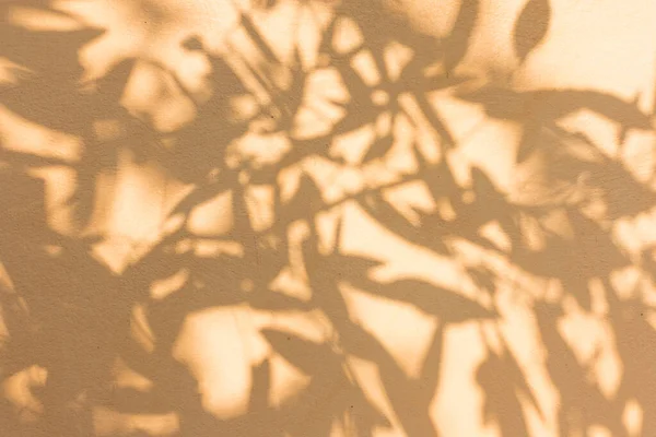 Stín Pozadí Slunce Svítí Dřevem — Stock fotografie