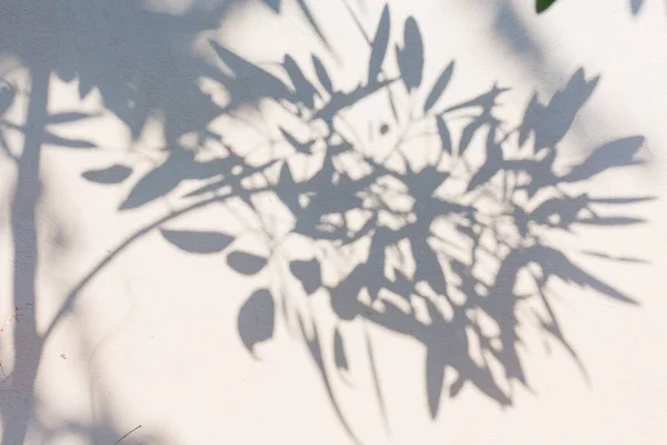 Ombra Sfondo Sole Splendente Attraverso Legno — Foto Stock
