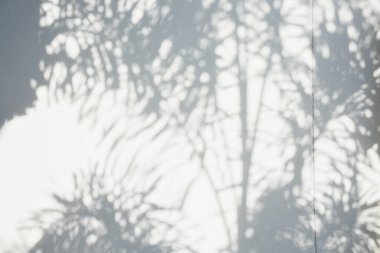 Ormanda parlayan güneşin gölgesi