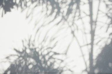 Ormanda parlayan güneşin gölgesi