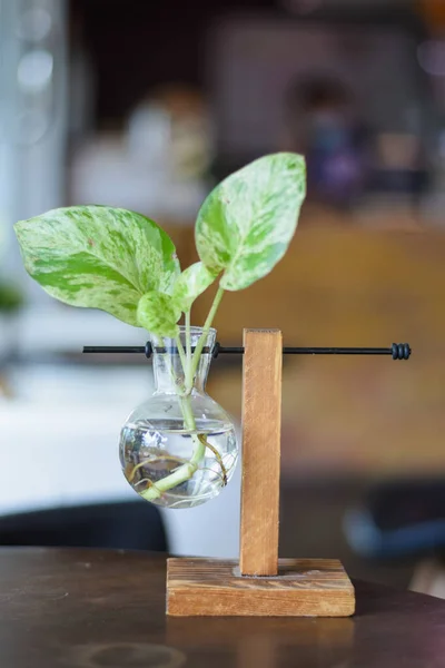Epipremnum aureum bitkisi ya da kahve dükkanındaki ahşap bir masanın üzerindeki altın tutamlar.