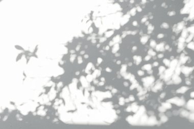 Ormanda parlayan güneşin gölgesi