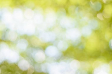 Soyut doğa bulanık arkaplan bulanık ağaç ve bokeh ağacı