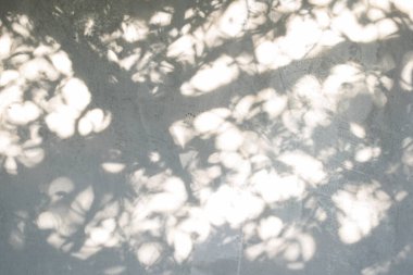 Ormanda parlayan güneşin gölgesi