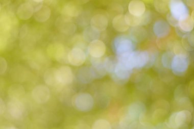 Soyut doğa bulanık arkaplan bulanık ağaç ve bokeh ağacı