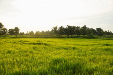 akşam yeşil tarlalar ve gün batımı ışığı