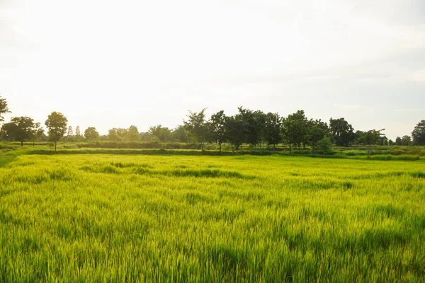 akşam yeşil tarlalar ve gün batımı ışığı
