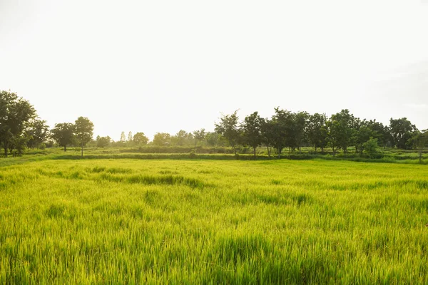 akşam yeşil tarlalar ve gün batımı ışığı