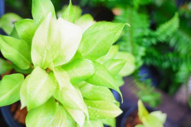 Nadir bonsai bitkisel bahçe süsleri fırlatır.