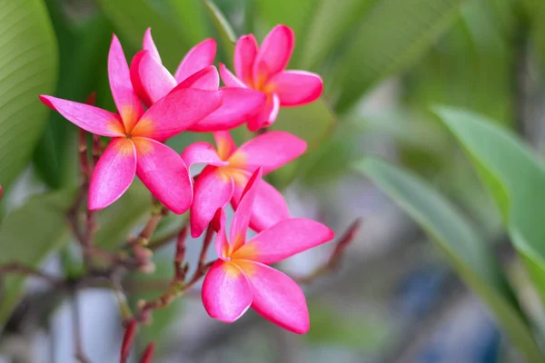 Fleurs Plumeria Roses Sur Fond Feuilles Vert Foncé — Photo