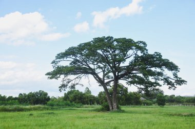 Yoğun ve geniş yeşil gölgelikli büyük bir ağaç göze çarpıyor. Ağaç geniş yeşil bir çayırın ortasında duruyor..