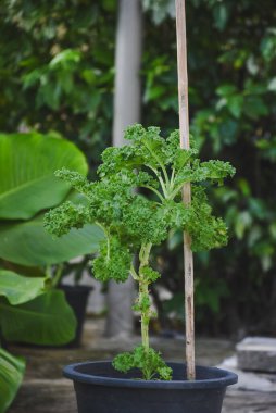 Kazık desteği ile siyah tencerede büyüyen kıvırcık lahana bitkisi..