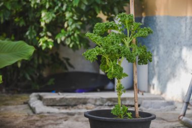 Kazık desteği ile siyah tencerede büyüyen kıvırcık lahana bitkisi..