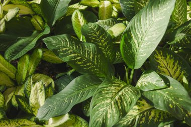Lush green and white variegated Dieffenbachia (Dumb Cane) foliage.