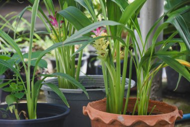 Yeşil yaprakların arasına yerleştirilmiş canlı pembe ve sarı sokağa çıkma yasağı çiçeği.